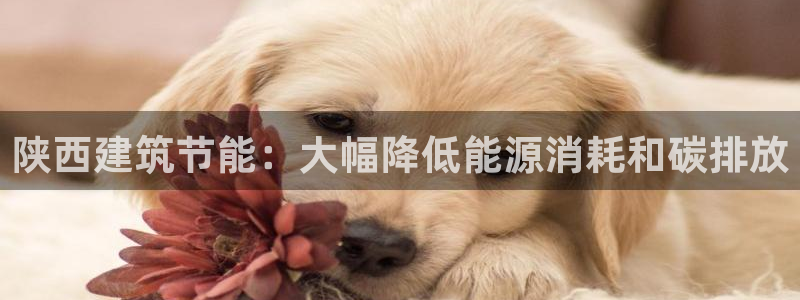 e尊国际-可可计划