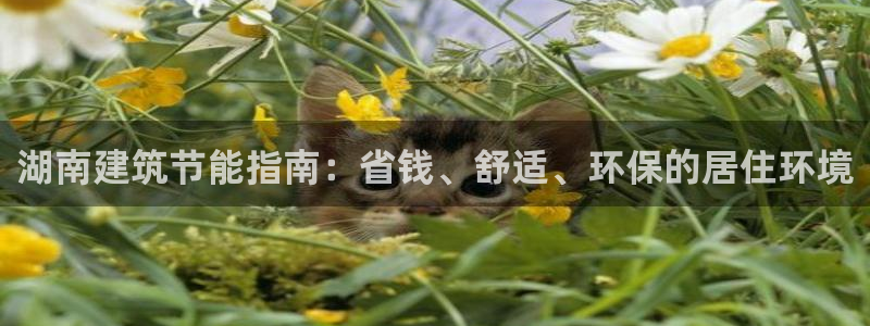 e尊国际平台